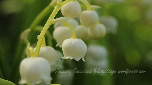 Lily of the Valley