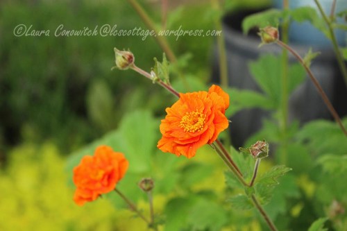 Geum