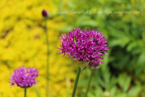 Allium