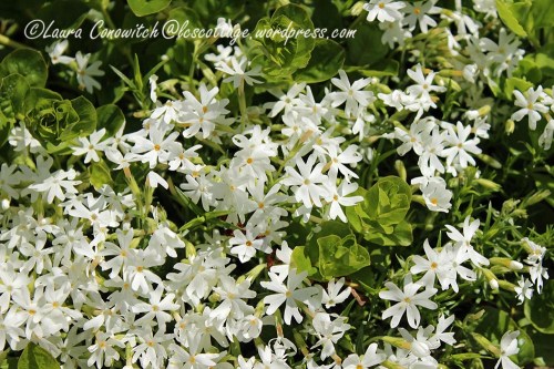 Creeping Phlox/Jenny
