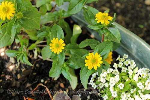 Creeping Zinnia/Allysum