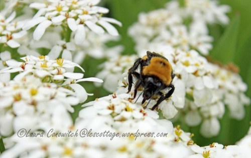 Bumble Bee and Candytuft