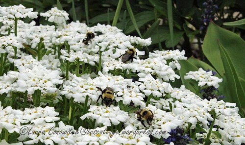 Bumble Bee and Candytuft