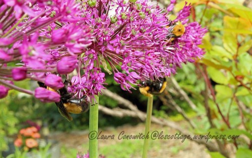 Bumble Bee and Allium