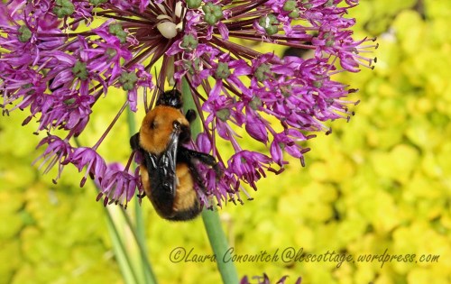 Bumble Bee and Allium
