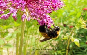 Bumble Bee and Allium