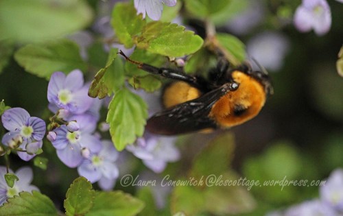 Veronica Waterperry/Bumblebee