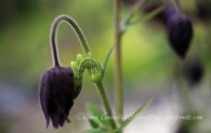 Columbine/Caterpillar