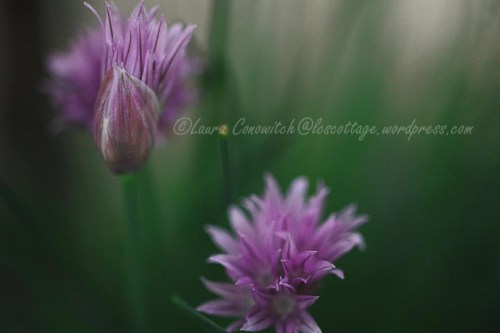 Chives