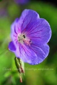 Geranium