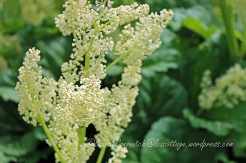 Rhubarb