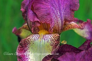 Iris