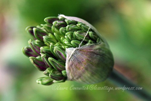 Allium