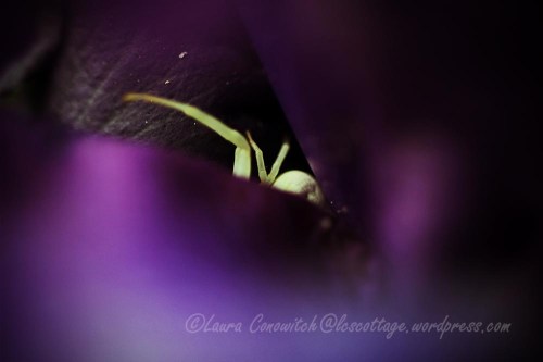 Iris and Crab Spider