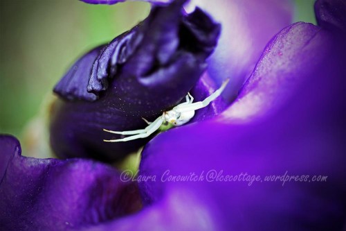 Iris and Crab Spider