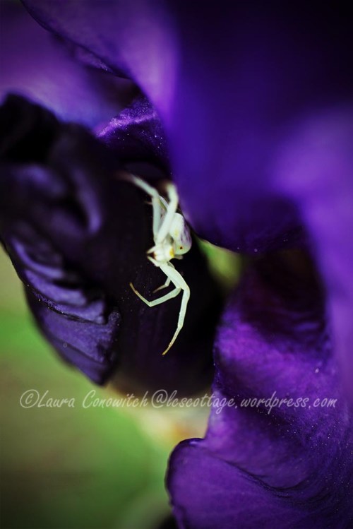 Iris and Crab Spider