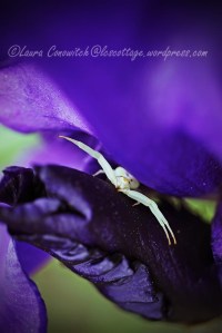 Iris and Crab Spider