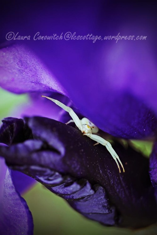 Iris and Crab Spider