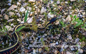 Garter Snake