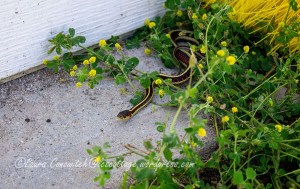 Garter Snake