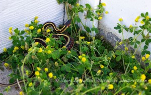 Garter Snake