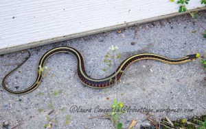Garter Snake