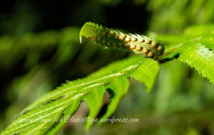 Wonderwood Park - Fern