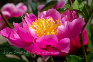 Peony