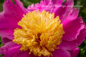 Peony