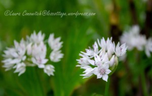 Allium