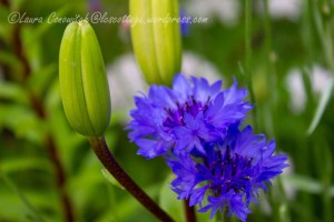 Cornflower aka Batchelor Button