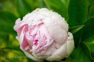 Peony