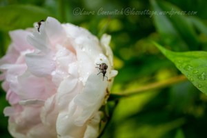 Peony