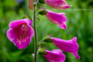 Foxglove