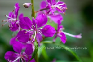 Fireweed