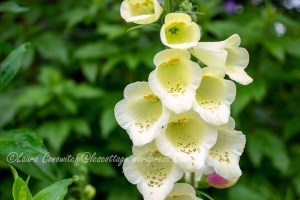 Foxglove