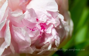 Peony