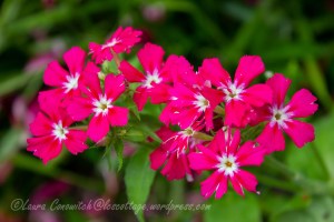 Phlox