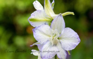 Larkspur