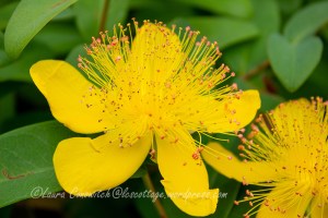 Saint John's Wort