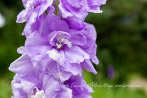 Delphinium