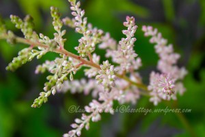 Astilbe