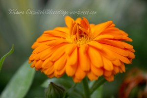 Calendula