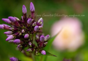Phlox