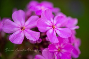 Phlox