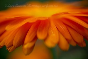 Calendula