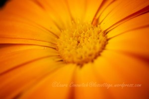 Calendula