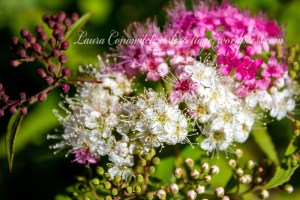 Spirea