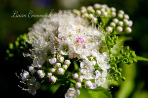 Spirea