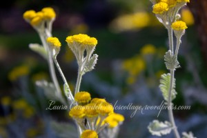 Dusty Miller (Silver Ragwort)